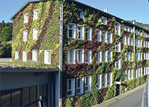 Fassaden-/Wandbegrünung wandgebunden