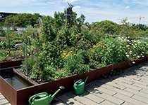 Dachbegrünung Sonderform urbanes Gärtnern